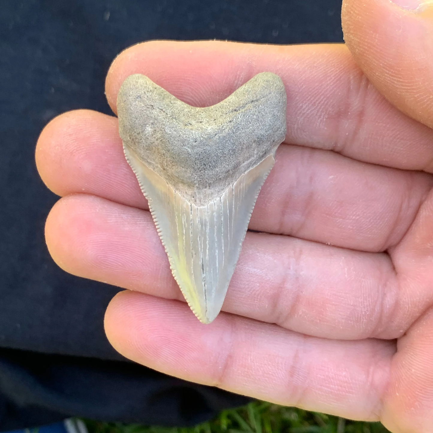 1.92” Otodus Megalodon - Maryland??? size