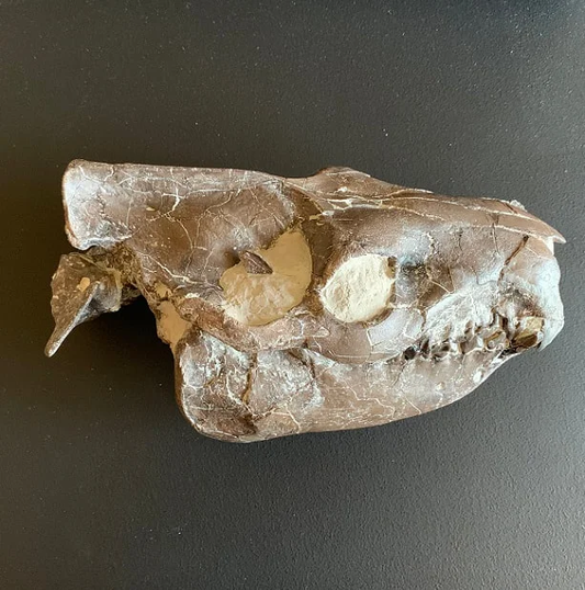 Huge Chocolate colored Oreodont Skull