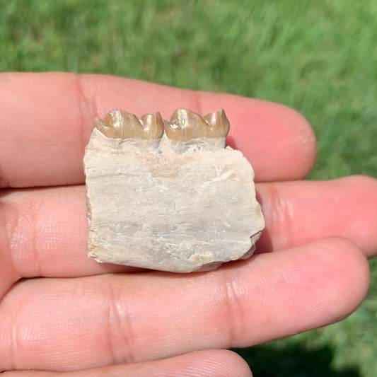 Fossil Horse lower jaw section, Mesohippus bairdi