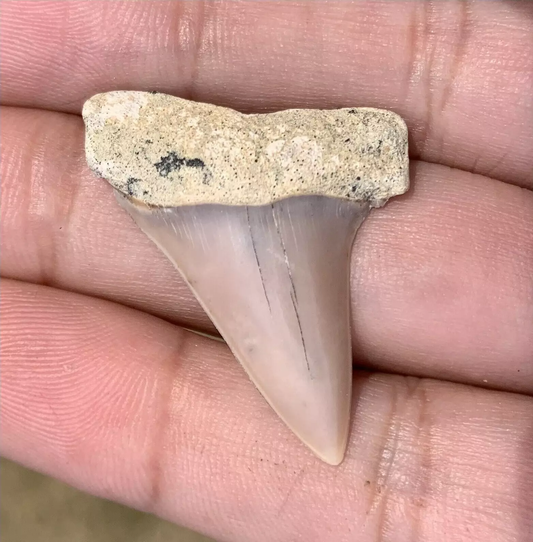 1.47” Carcharodon hastalis - Bakersfield