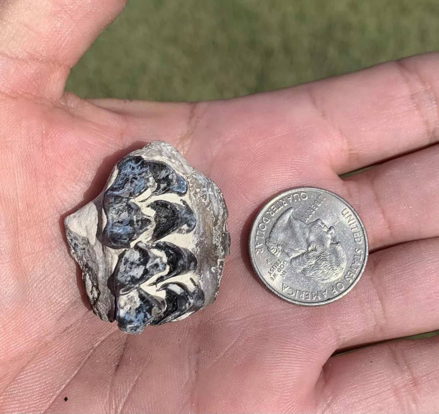 Fossil Oreodont Upper Palate Section With Tooth