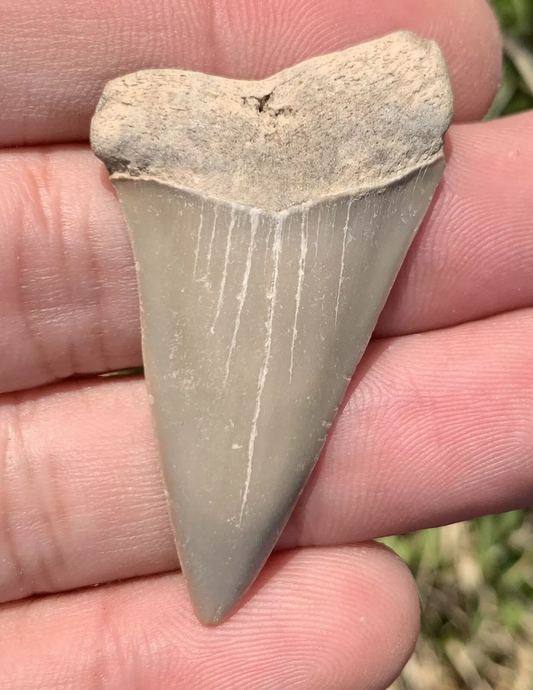 1.86" Carcharodon hastalis Shark Tooth