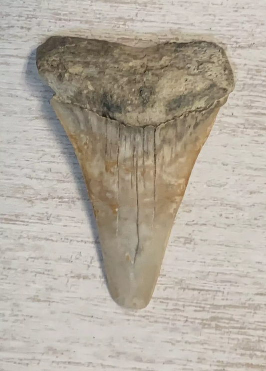 1.7" Carcharodon hastalis - Virginia