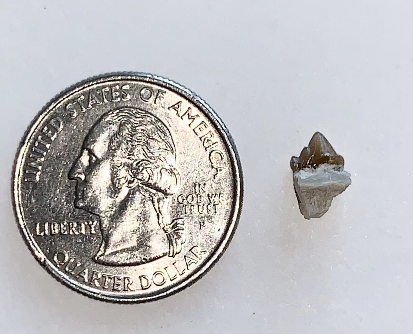 Fossil Dog Tooth, Hesperocyon, Nebraska