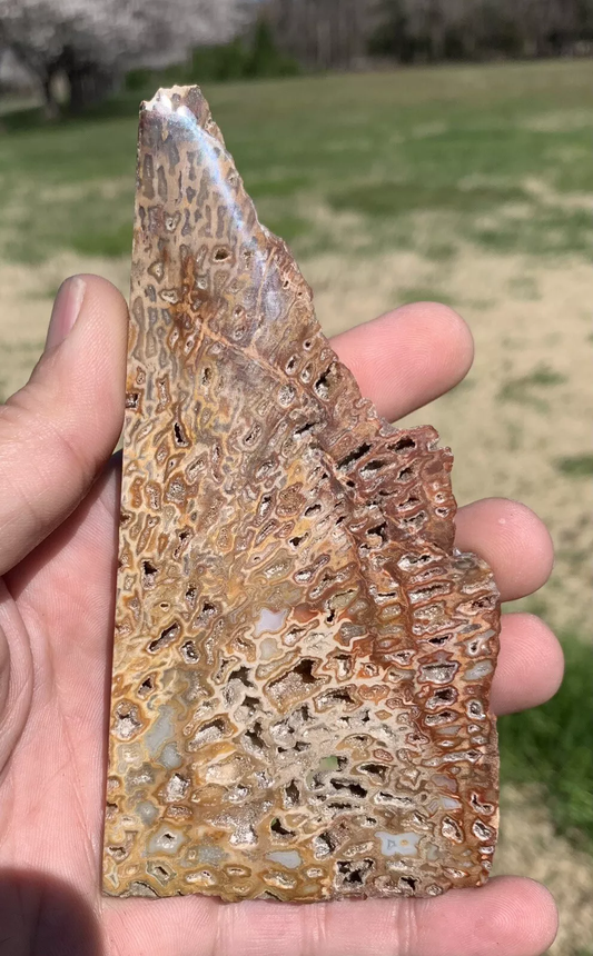 Polished Petrified Fossil Hard Wood with Druzy Pockets Indonesia, Slab, Slice