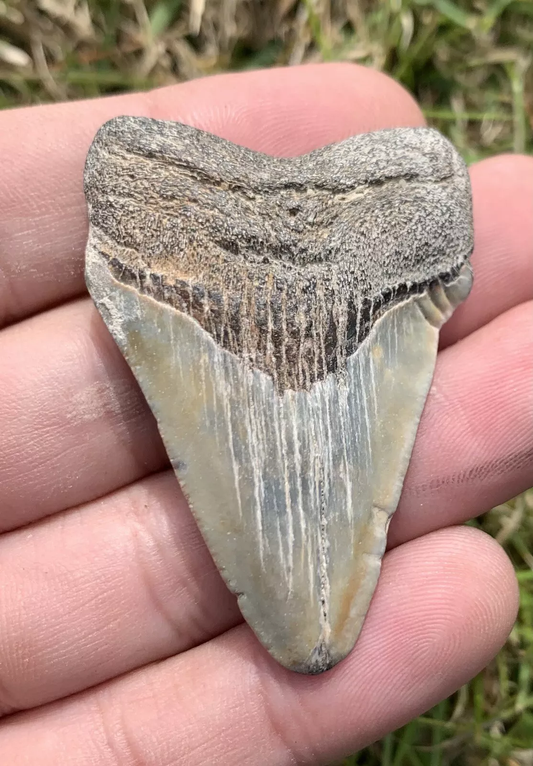 2.12” Otodus Megalodon - Virginia