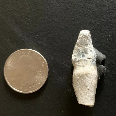 Archaeotherium Incisor Tooth