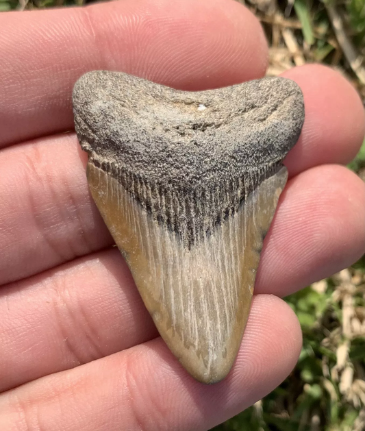 1.83” Otodus Megalodon - Virginia