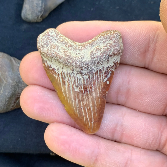 1.99” Otodus Megalodon - Virginia