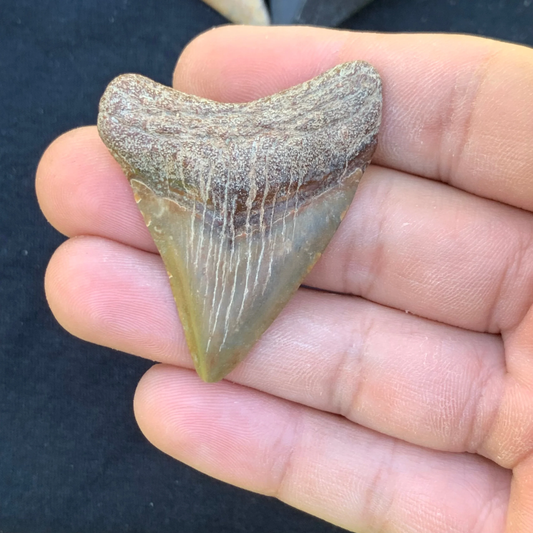 2”. Otodus Megalodon - Virginia