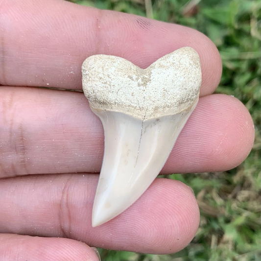 Fossil Carcharodon planus - Bakersfield California