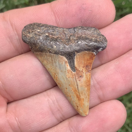 1.79" Carcharodon hastalis - Virginia