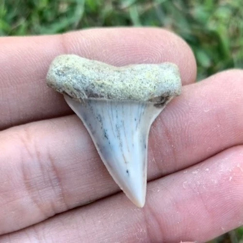 Fossil Carcharodon hastalis - Bakersfield California