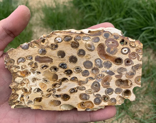 Polished Petrified Fossil Teredo Wood from Indonesia, Slab, Slice