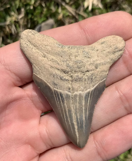 2.35” Otodus Megalodon - Virginia