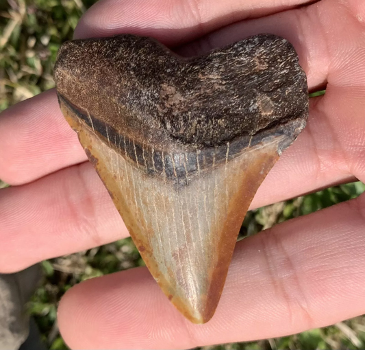 2.29” Otodus Megalodon - Virginia