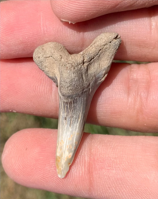 1.53” Hemipristis serra Shark tooth - Virginia