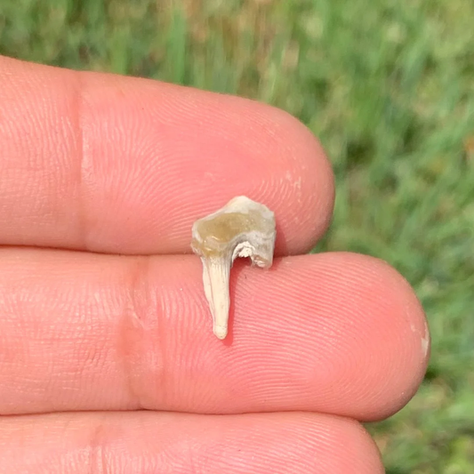 Fossils Camel Lower Jaw Premolar Tooth, Poebrotherium