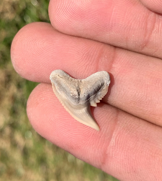 Physogaleus contortus - Lee Creek Mine