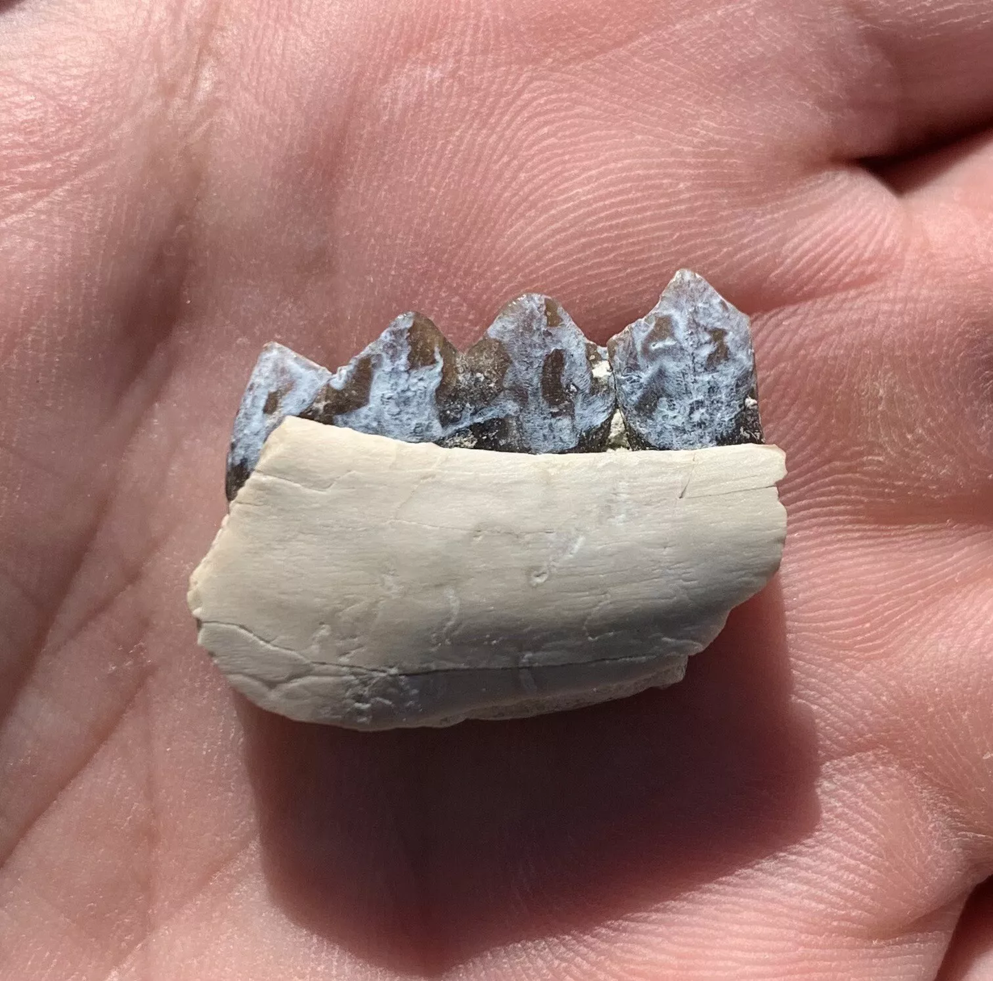 Camel Jaw Section With Teeth, Poebrotherium