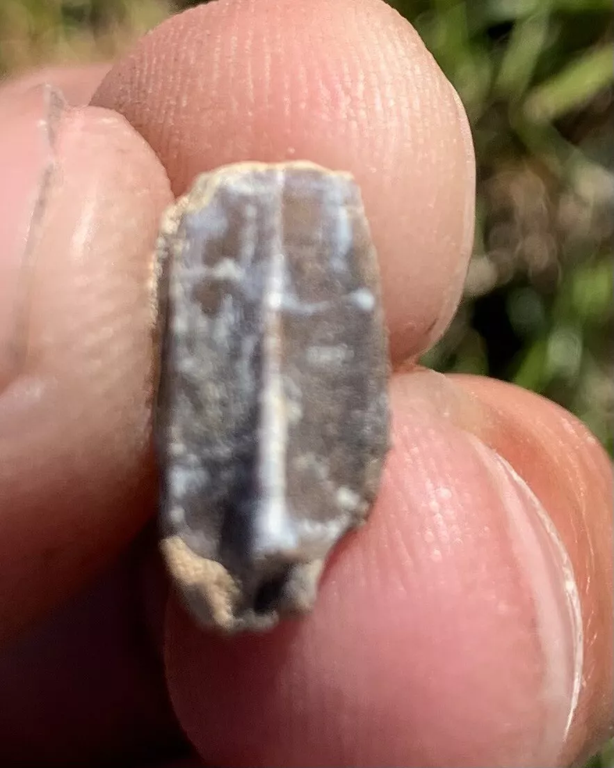 Edmontosaurus Dinosaur Tooth, Hell Creek Formation SD, Hadrosaur, Duck-billed