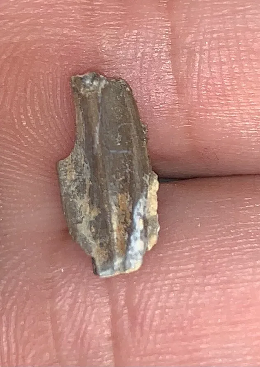 Edmontosaurus Dinosaur Tooth, Hell Creek Formation SD, Hadrosaur, Duck-billed