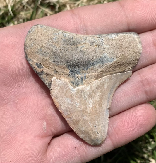 2.46” Otodus Megalodon - Virginia