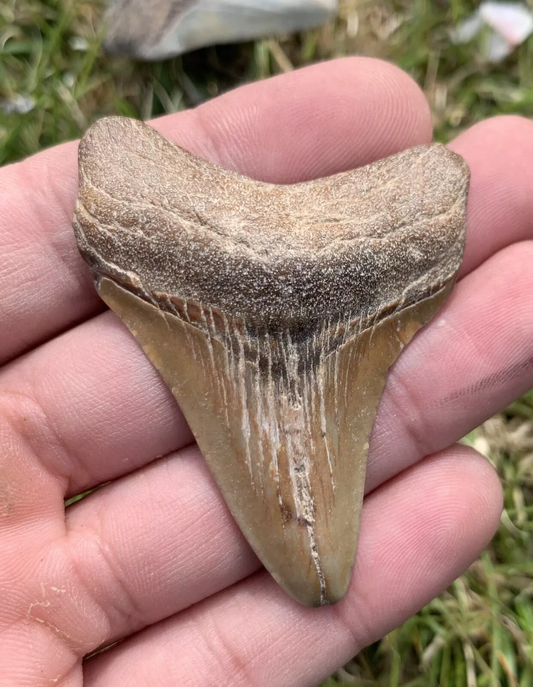 2.42” Otodus Megalodon - Virginia