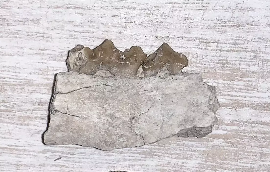 Fossil Oreodont Lower Jaw Section With Teeth