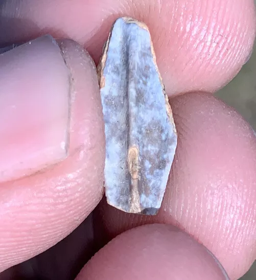 Edmontosaurus Dinosaur Tooth, Hell Creek Formation SD, Hadrosaur, Duck-billed