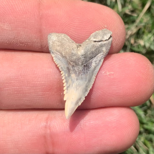 1.12” Hemipristis serra Shark Tooth - Virginia