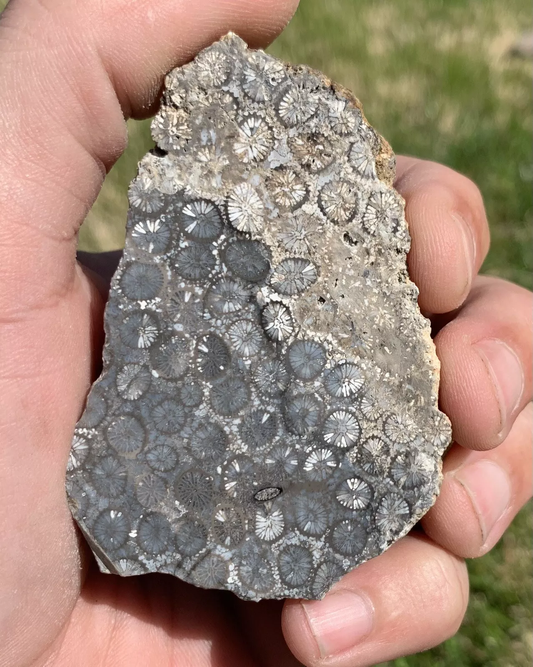 Polished Black Fossil Coral from Indonesia, Slab, Slice