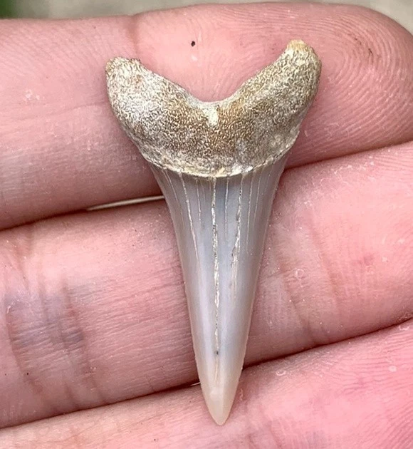 Fossil Carcharodon hastalis - Bakersfield California