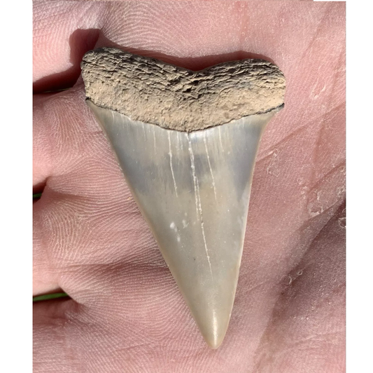 1.96” Carcharodon hastalis - Virginia