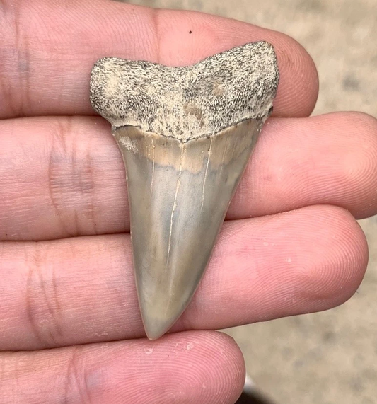 Fossil Carcharodon hastalis - Virginia