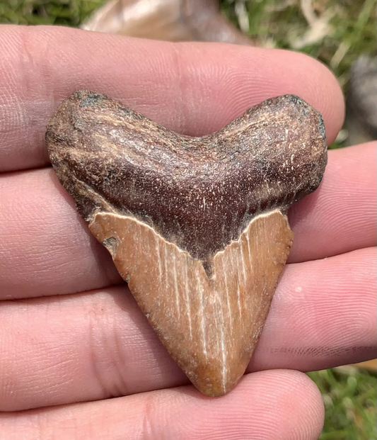 1.85” Otodus Megalodon - Virginia