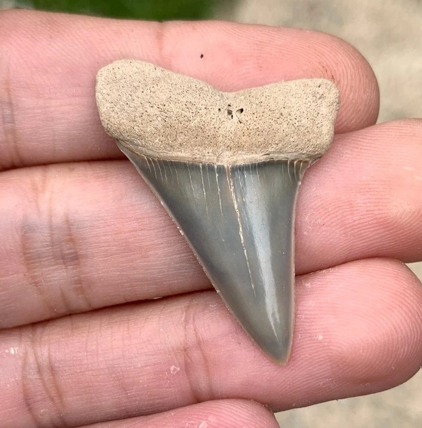 Fossil Carcharodon hastalis - Virginia