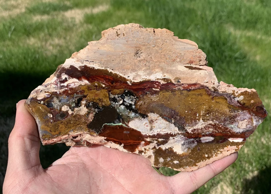 Polished Opalized Petrified Fossil Wood from Indonesia, Slab, Slice