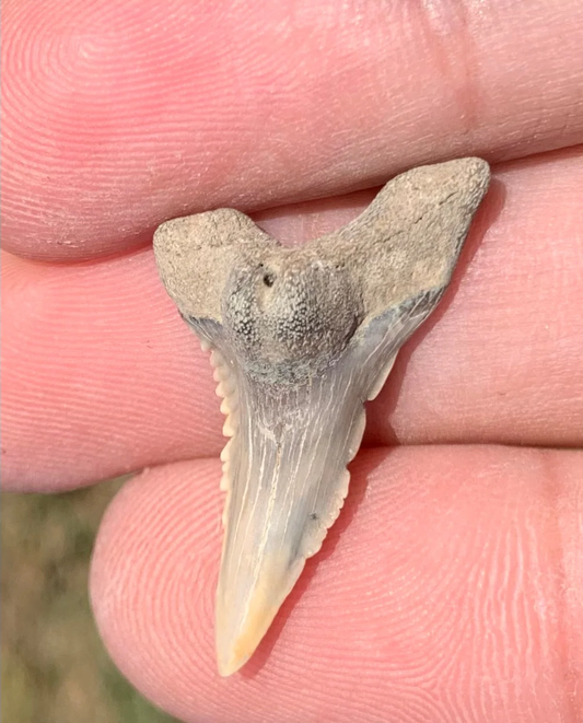 1.15” Hemipristis serra Shark tooth - Virginia