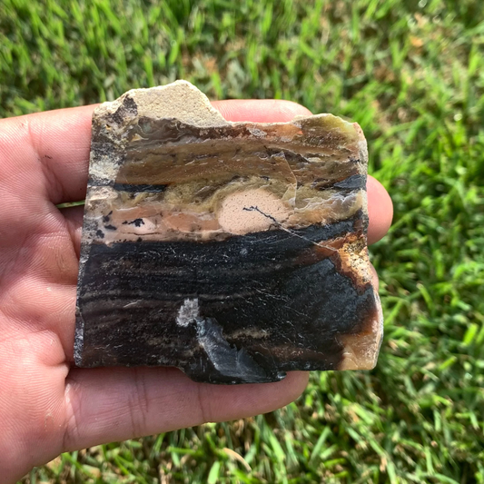 Polished Agatized Fossil Wood from Indonesia