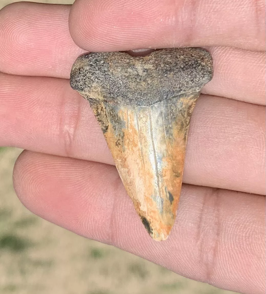 1.6" Carcharodon hastalis - Virginia