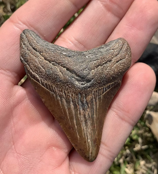 2.32” Otodus Megalodon - Virginia