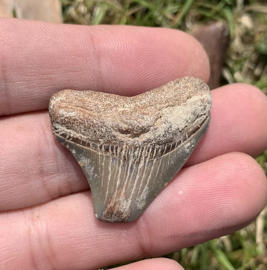 1.3” Otodus Megalodon - Virginia