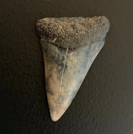 1.83" Carcharodon hastalis Shark Tooth