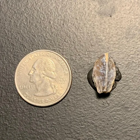 Edmontosaurus Dinosaur Tooth, Hell Creek Formation SD, Hadrosaur, Duck-billed