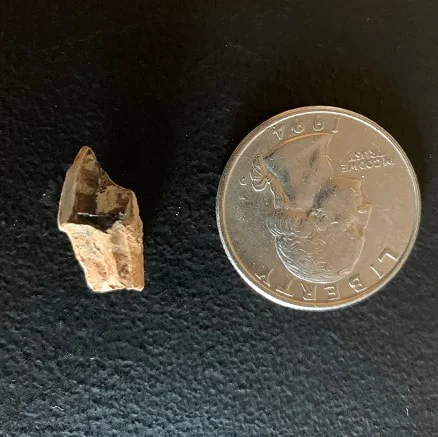 Triceratops Tooth From The Hell Creek Formation Of South Dakota