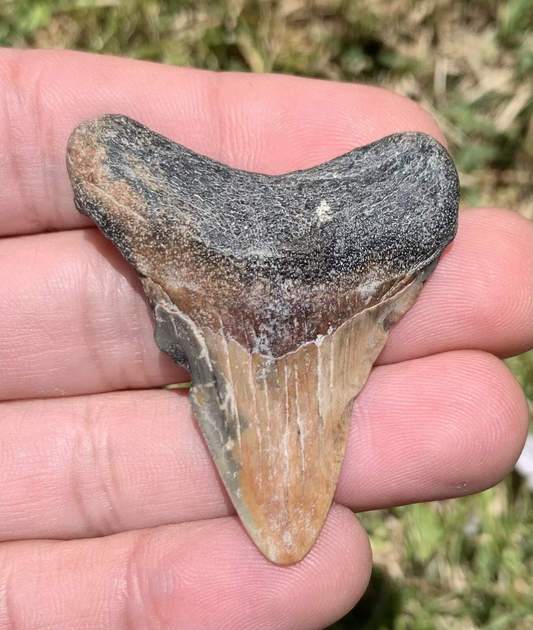 2" Otodus megalodon - Virginia