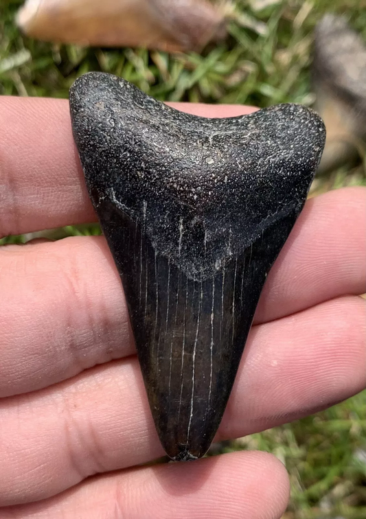 2.1” Otodus Megalodon - Virginia