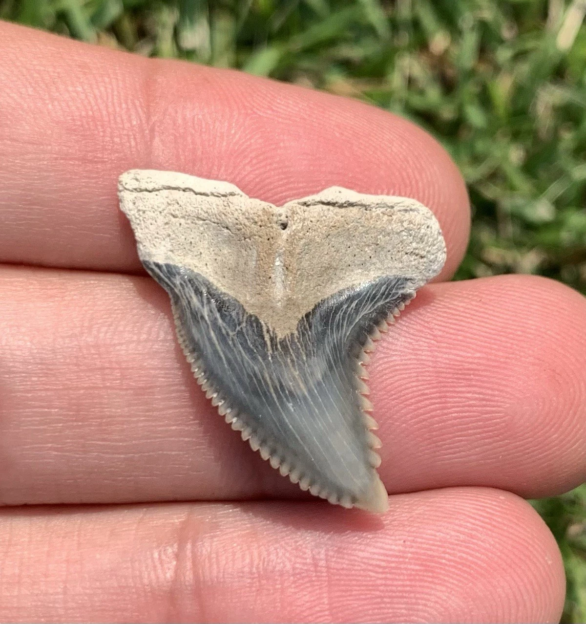 Fossil Hemipristis serra - Lee Creek Mine