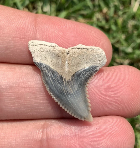 Fossil Hemipristis serra - Lee Creek Mine